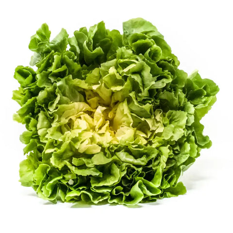 MATILDE ESCAROLE SEEDS | Smarties.bio