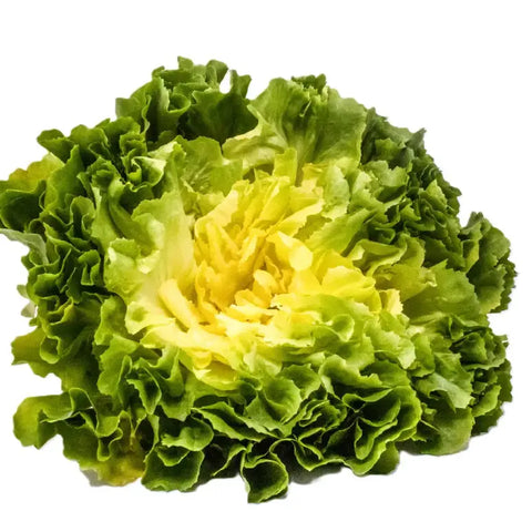 SUPREMA ESCAROLE SEEDS | Smarties.b