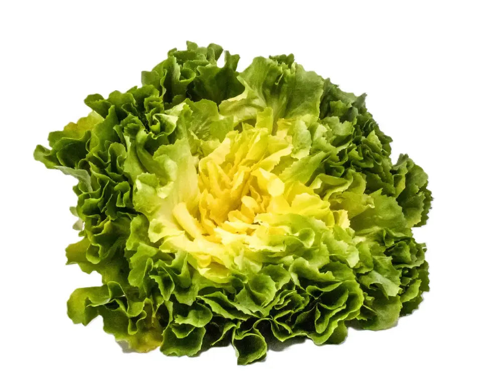 SUPREMA ESCAROLE SEEDS | Smarties.b