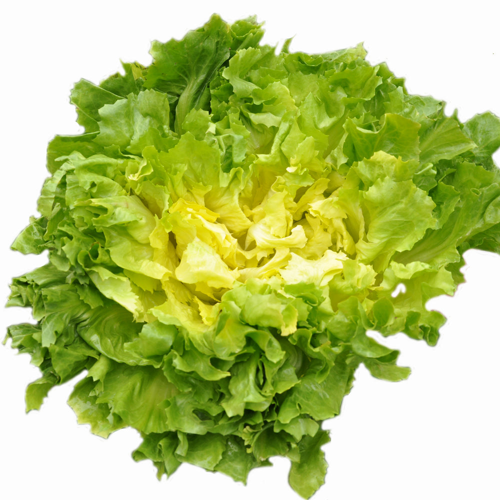 TENACE ESCAROLE SEEDS | Smarties.bio