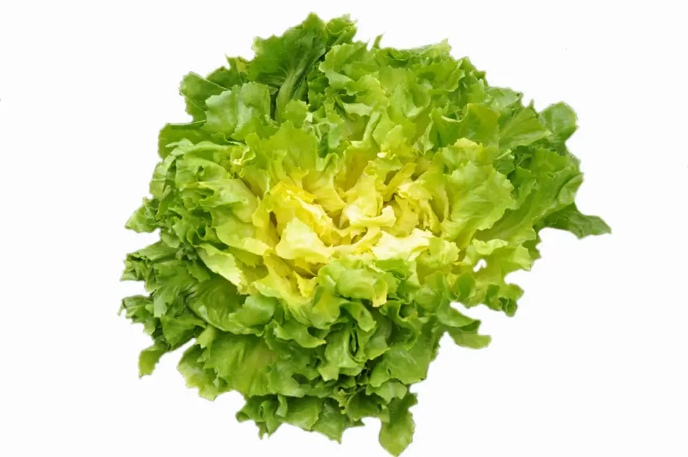TENACE ESCAROLE SEEDS | Smarties.bio