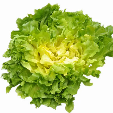 TENACE ESCAROLE SEEDS | Smarties.bio