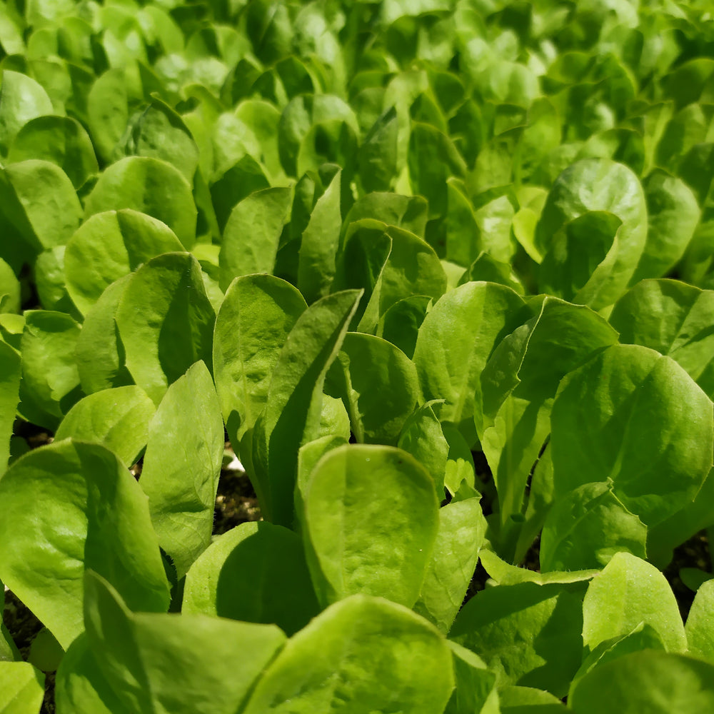 #SM4.73 BABY ESCAROLE SEEDS | smarties.bio