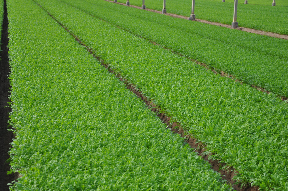 Semi di Rucola Selvatica e Rucola Coltivata