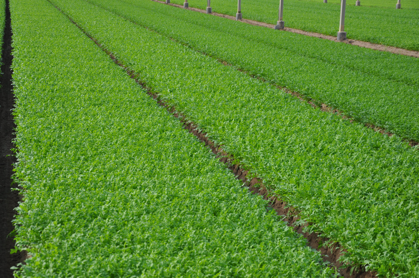 Semi di Rucola Selvatica e Rucola Coltivata