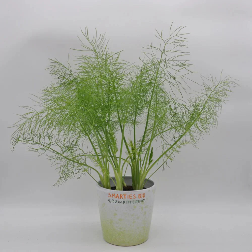 XS324 WILD FENNEL SEEEDS | Smarties.bio