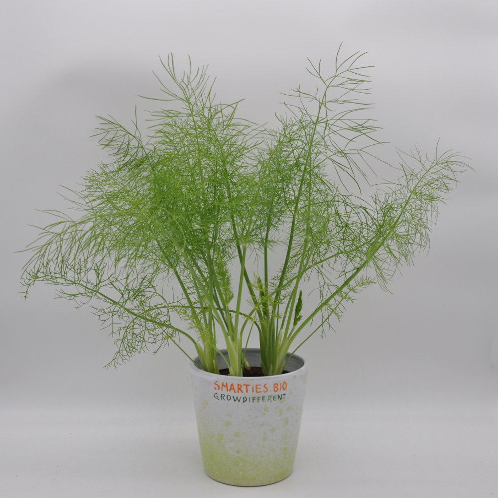 WILD FENNEL SEEEDS | Smarties.bio