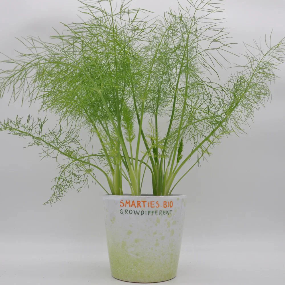 XS324 WILD FENNEL SEEEDS | Smarties.bio