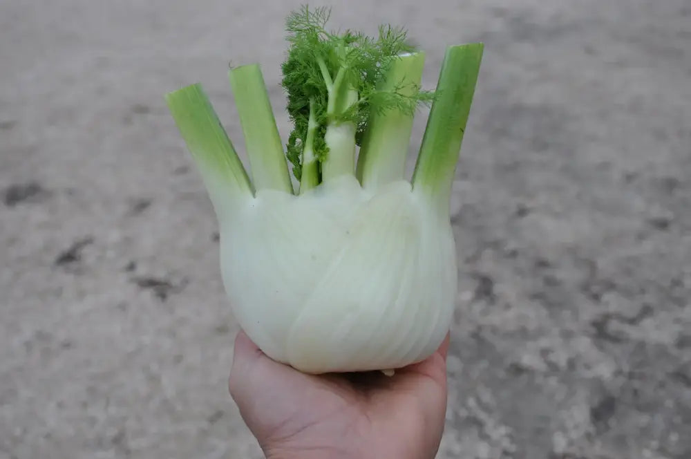 ACCORDO FENNEL SEEDS | Smarties.bio