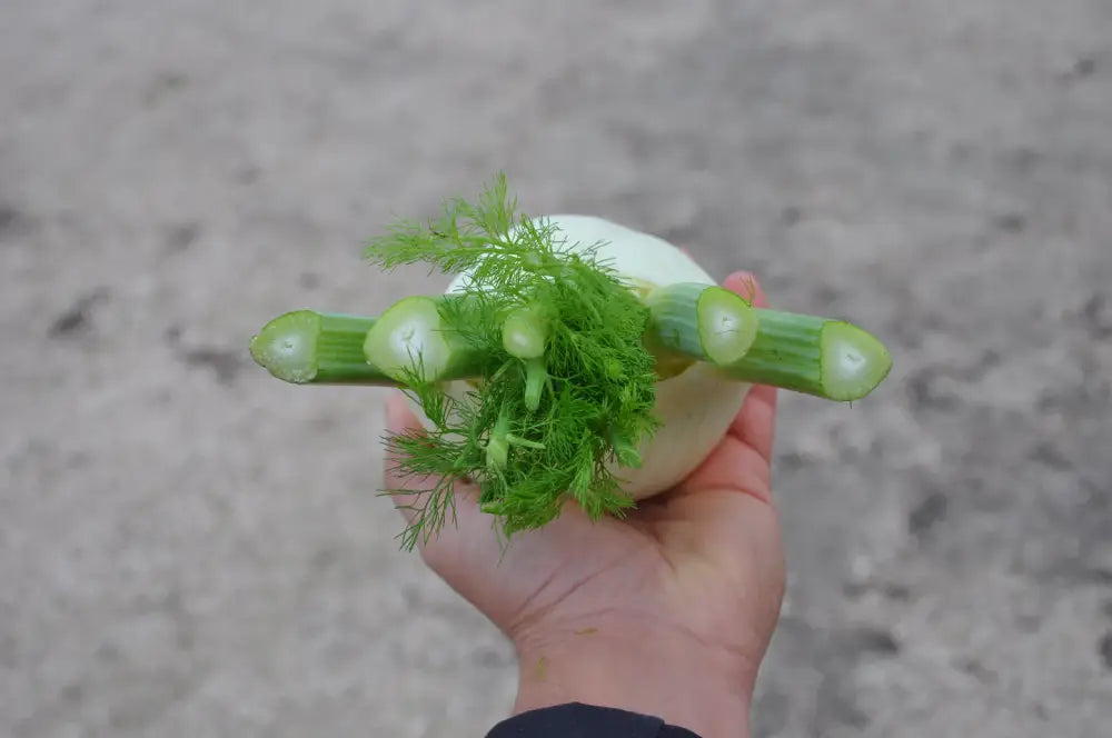 ACCORDO FENNEL SEEDS | Smarties.bio