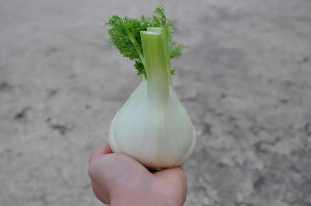 
                      
                        ACCORDO FENNEL SEEDS | Smarties.bio
                      
                    