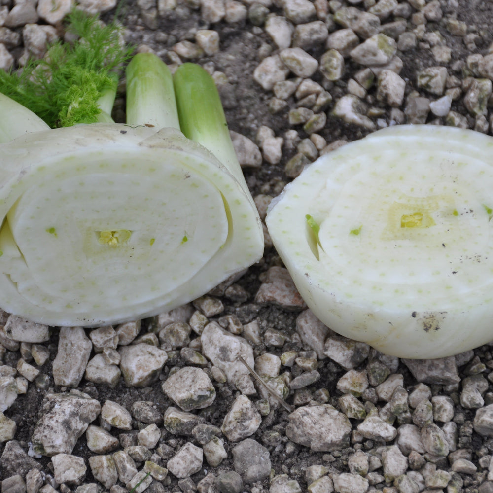 
                      
                        ACCORDO FENNEL SEEDS | Smarties.bio
                      
                    
