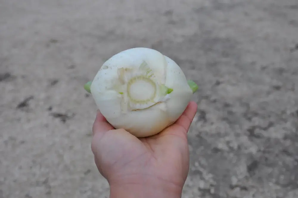 
                      
                        ACCORDO FENNEL SEEDS | Smarties.bio
                      
                    