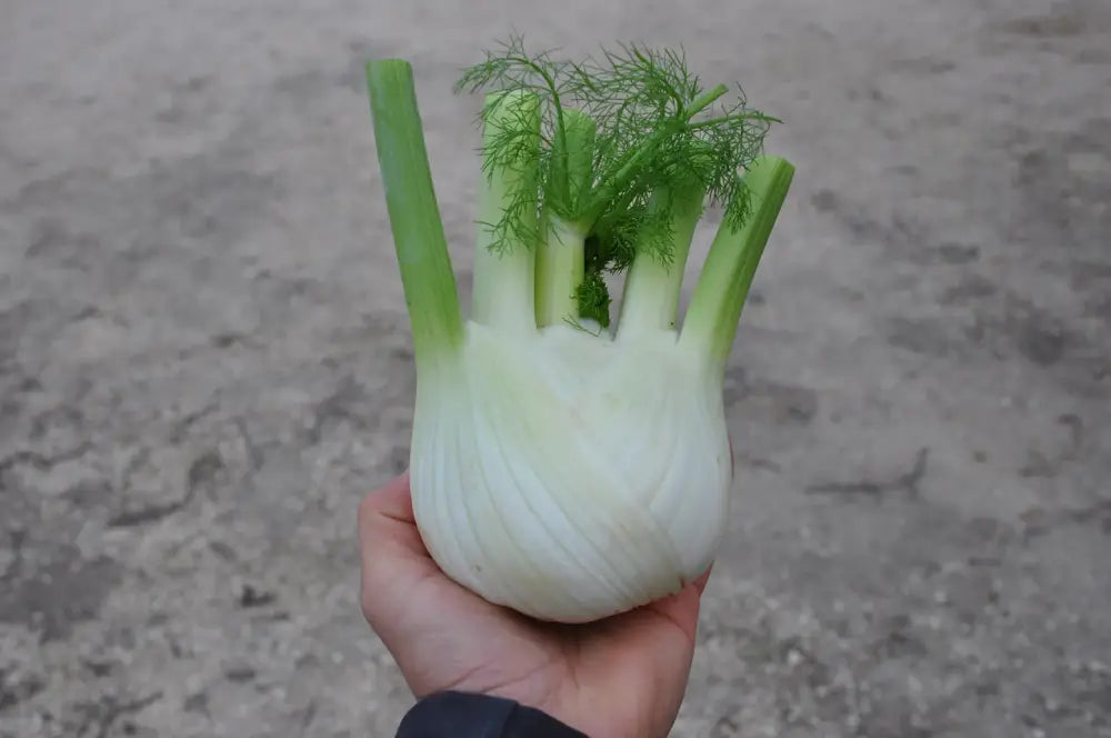 LIDIO FENNEL SEEDS | Smarties.bio