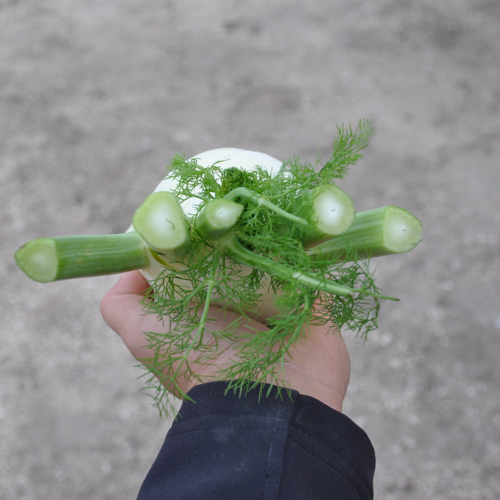LIDIO FENNEL SEEDS | Smarties.bio