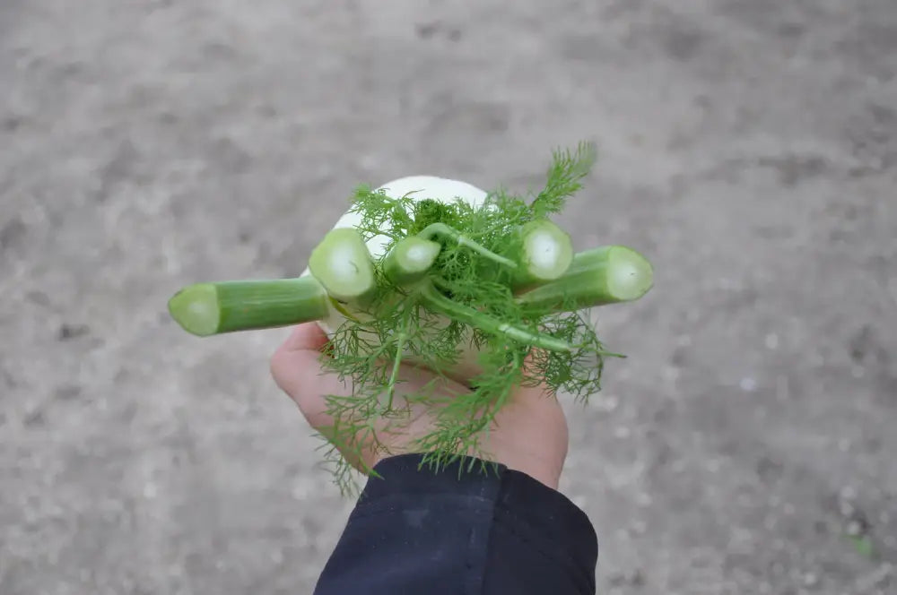 LIDIO FENNEL SEEDS | Smarties.bio