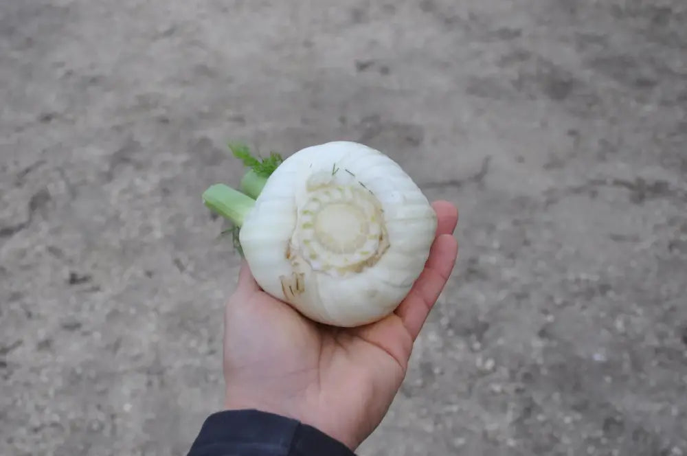 
                      
                        LIDIO FENNEL SEEDS | Smarties.bio
                      
                    