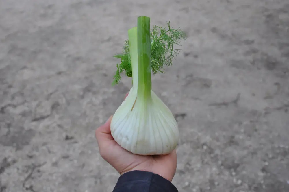 
                      
                        LIDIO FENNEL SEEDS | Smarties.bio
                      
                    