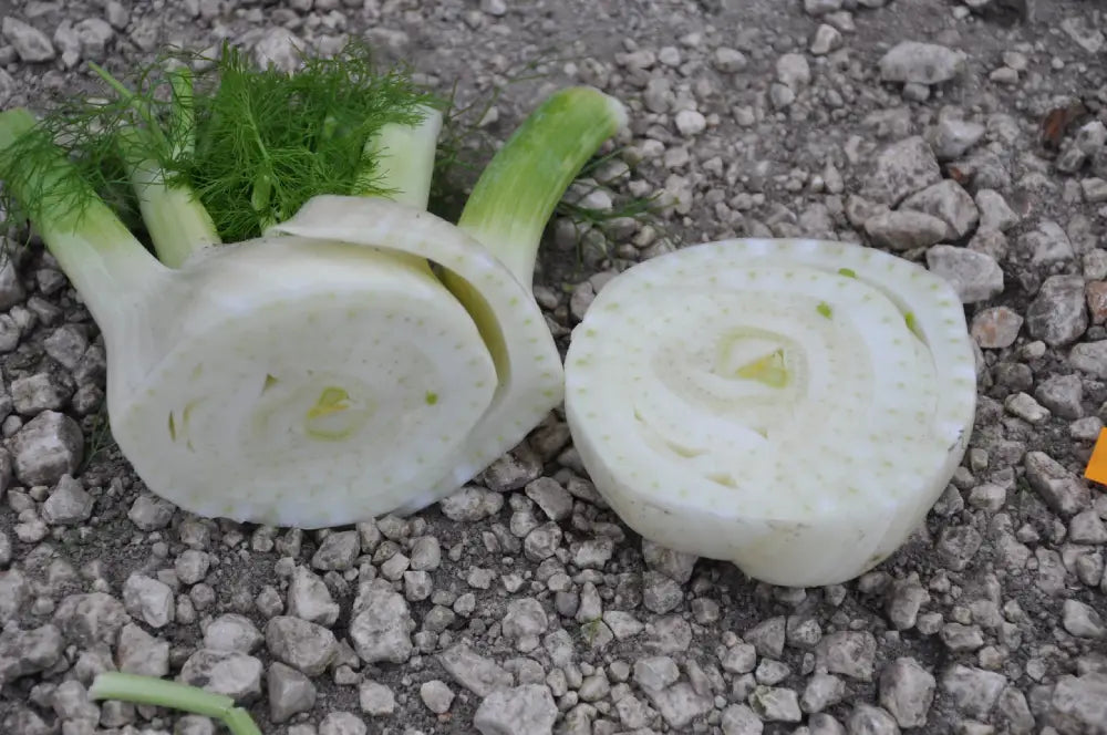 
                      
                        LIDIO FENNEL SEEDS | Smarties.bio
                      
                    