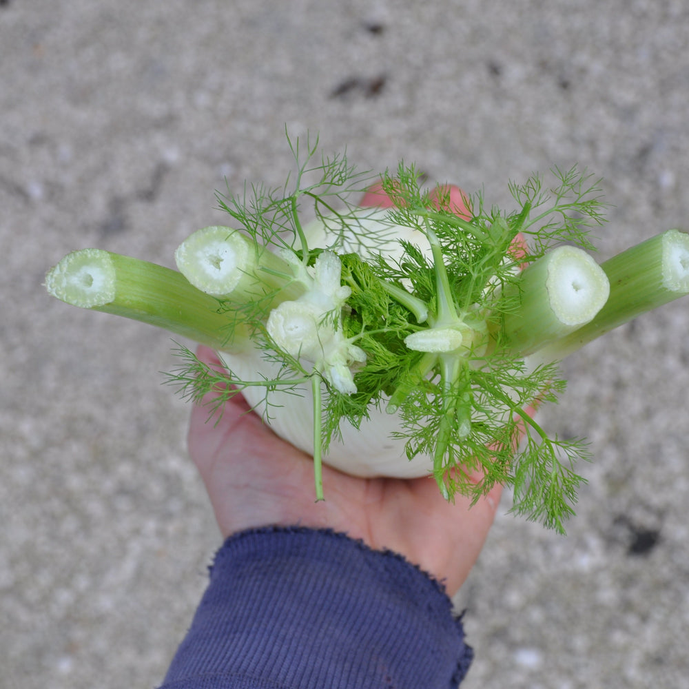 TENORE FENNEL SEEDS | Smarties.bio