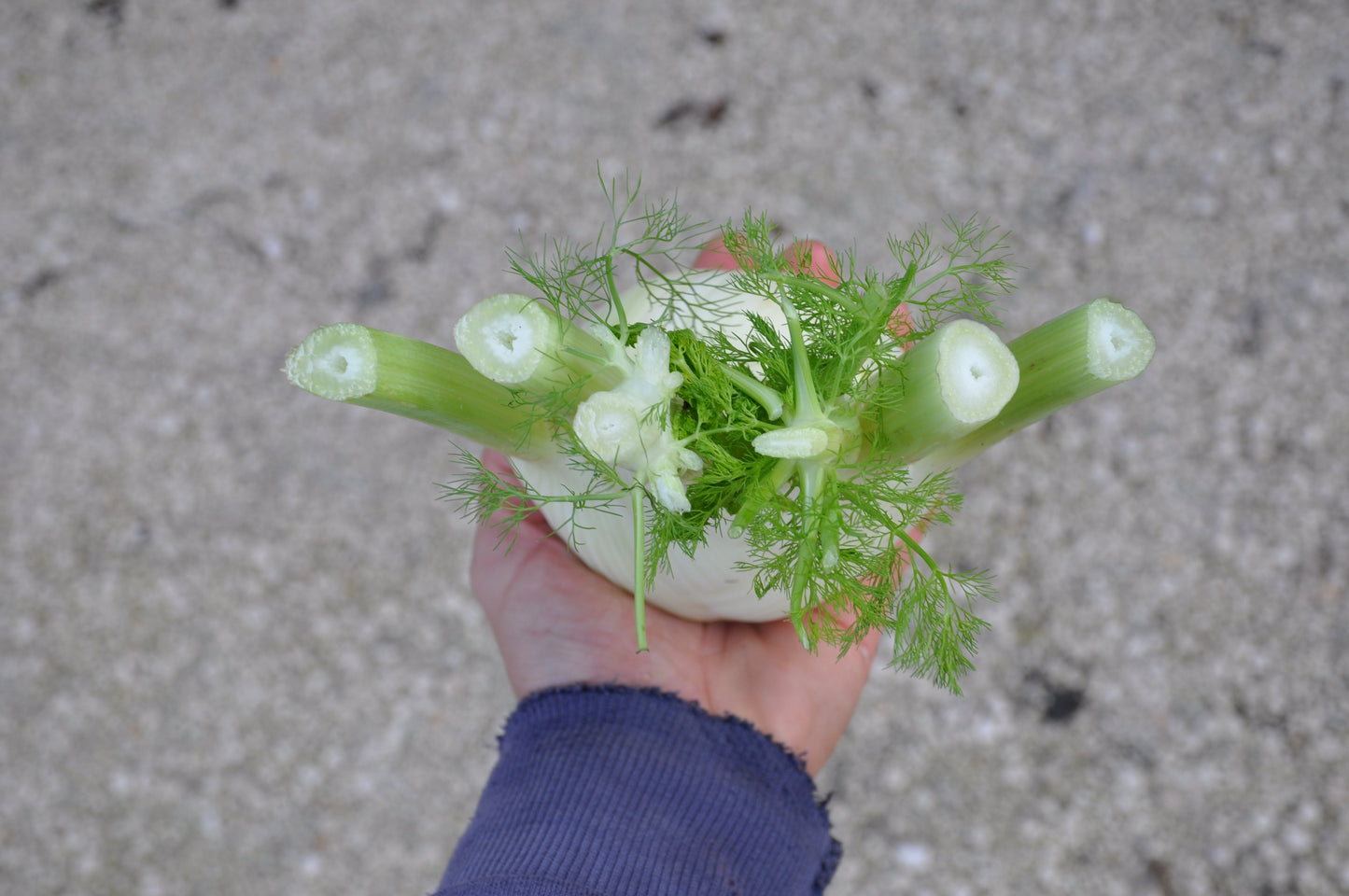TENORE FENNEL SEEDS | Smarties.bio