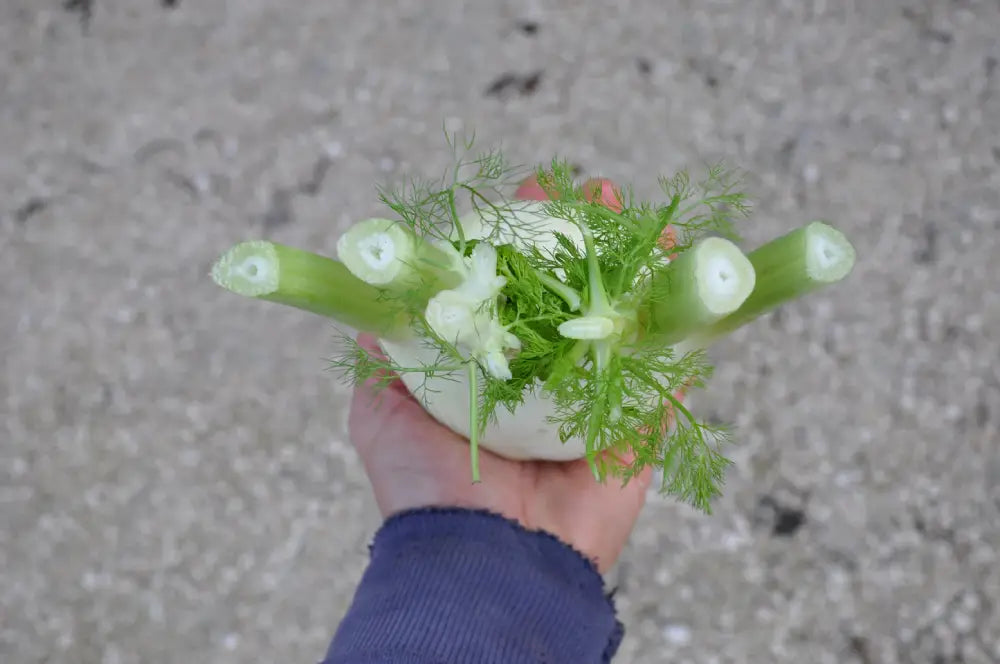 TENORE FENNEL SEEDS | Smarties.bio