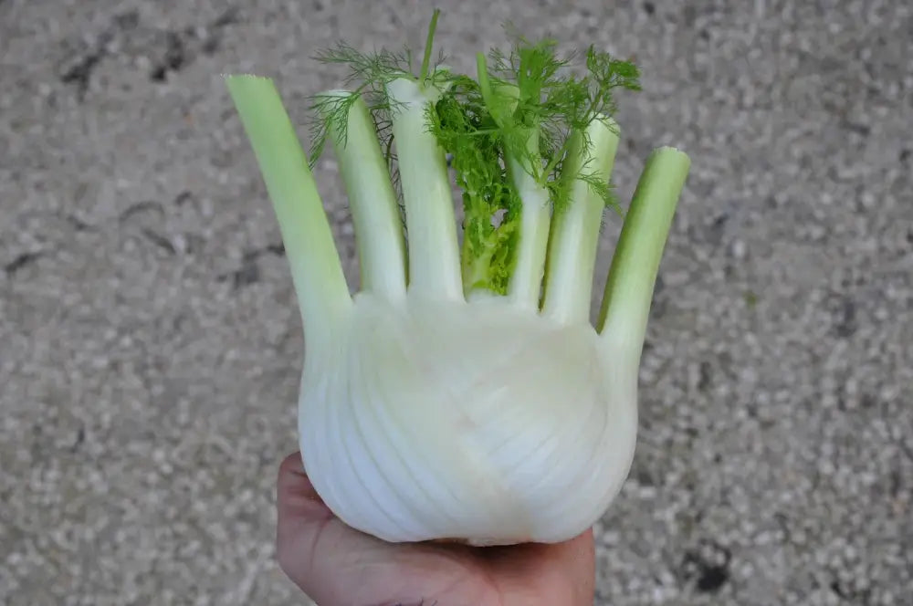 TENORE FENNEL SEEDS | Smarties.bio