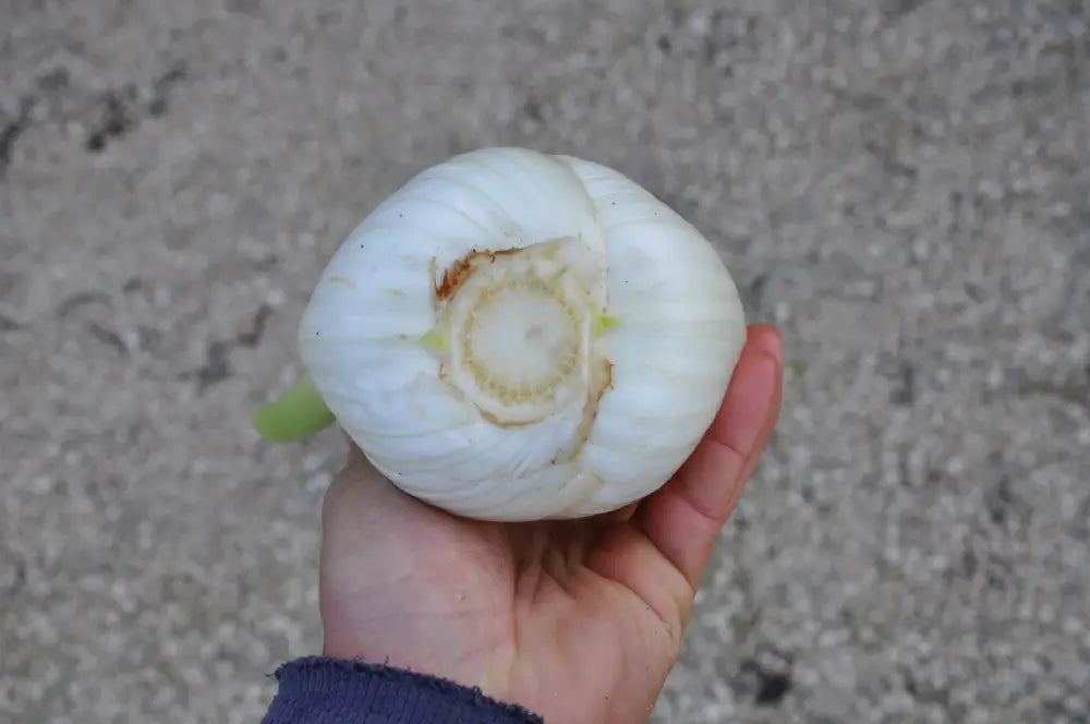 
                      
                        TENORE FENNEL SEEDS | Smarties.bio
                      
                    