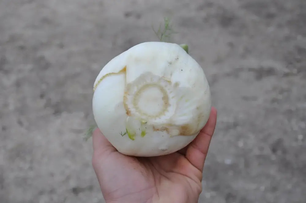 
                      
                        TRILLO FENNEL SEEDS | Smarties.bio
                      
                    