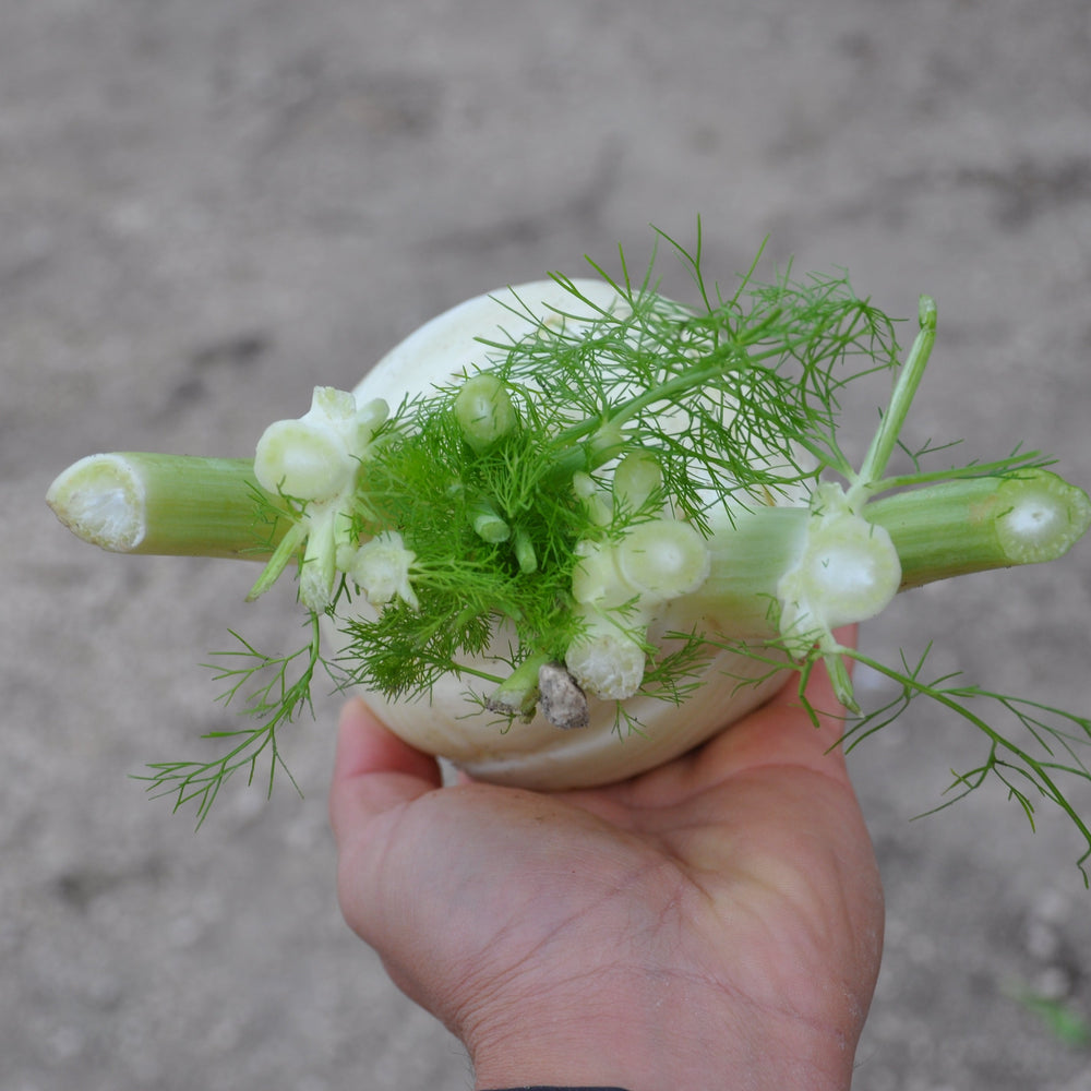 TRILLO FENNEL SEEDS | Smarties.bio