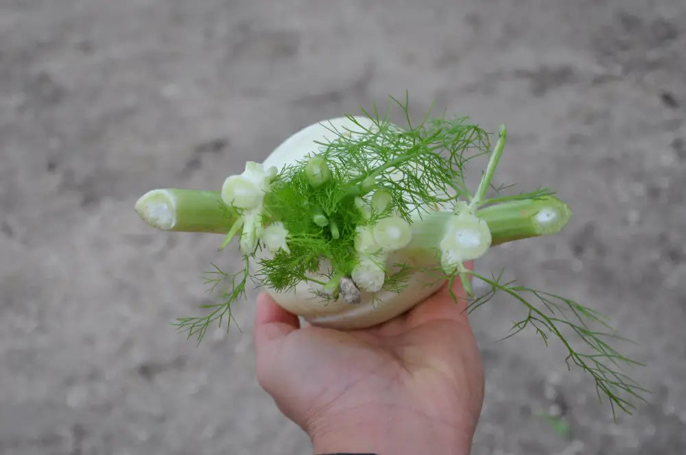 TRILLO FENNEL SEEDS | Smarties.bio