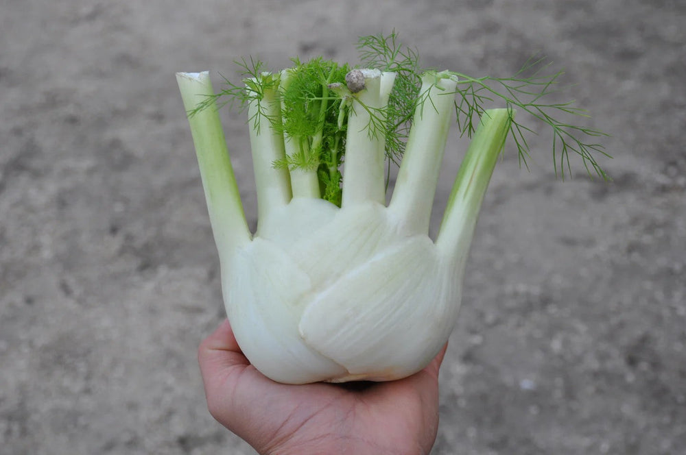 TRILLO FENNEL SEEDS | Smarties.bio