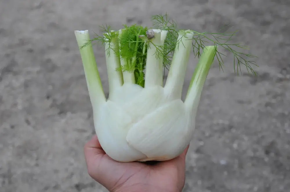 TRILLO FENNEL SEEDS | Smarties.bio