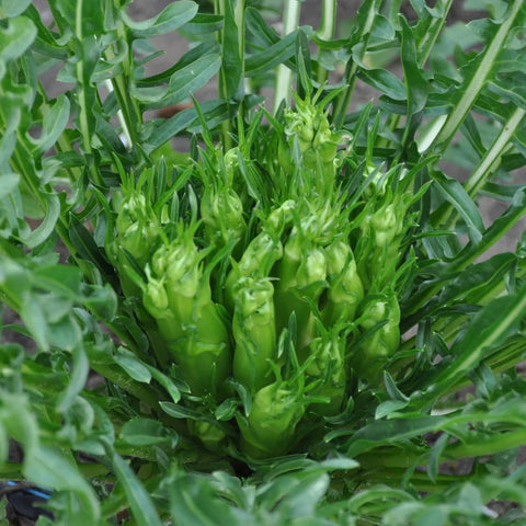 MEDUSA, CICORIA CATALOGNA PUNTARELLE DI GALATINA SEEDS | Smarties.bio