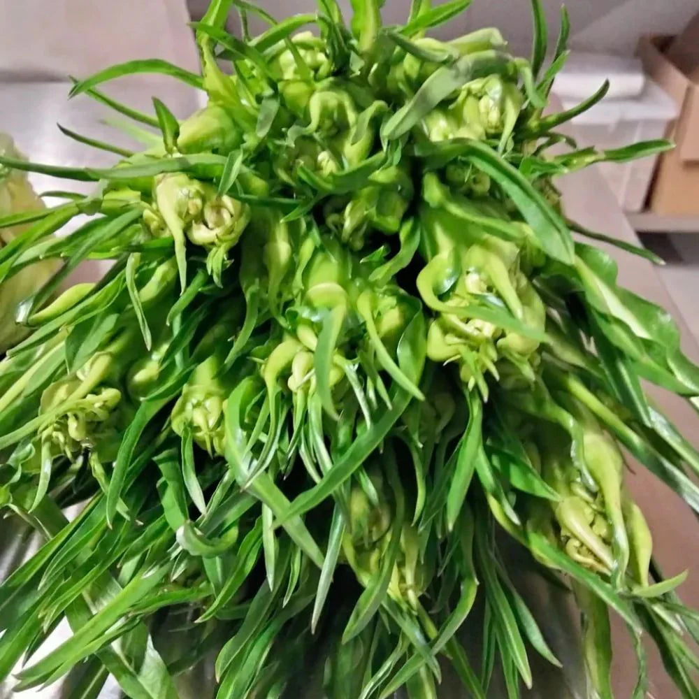 
                      
                        MEDUSA, CICORIA CATALOGNA PUNTARELLE DI GALATINA SEEDS | Smarties.bio
                      
                    