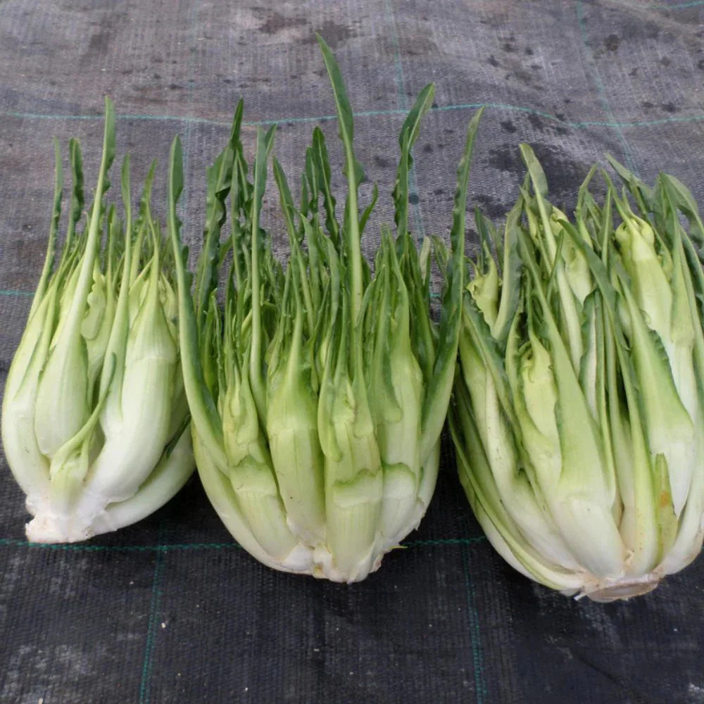 
                      
                        MEDUSA, CICORIA CATALOGNA PUNTARELLE DI GALATINA SEEDS | Smarties.bio
                      
                    