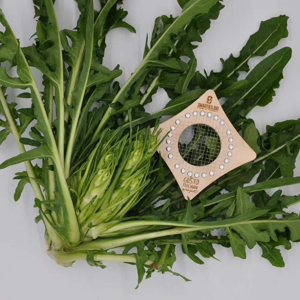 MEDUSA, CICORIA CATALOGNA PUNTARELLE DI GALATINA SEEDS | Smarties.bio