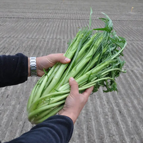 GAETANO CICORIA CATALOGNA PUNTARELLE DI GAETA SEEDS | Smarties.bio