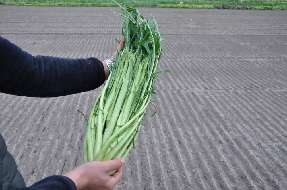 GAETANO CICORIA CATALOGNA PUNTARELLE DI GAETA SEEDS | Smarties.bio