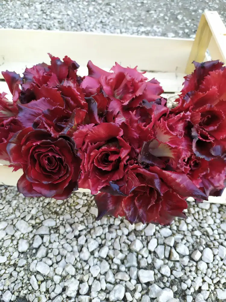 VOGLIA CICORIA GORIZIANA SEEDS | Smarties.bio