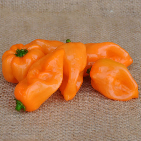 ORANGE HOT PEPPER HABANERO SEEDS | Smarties.bio