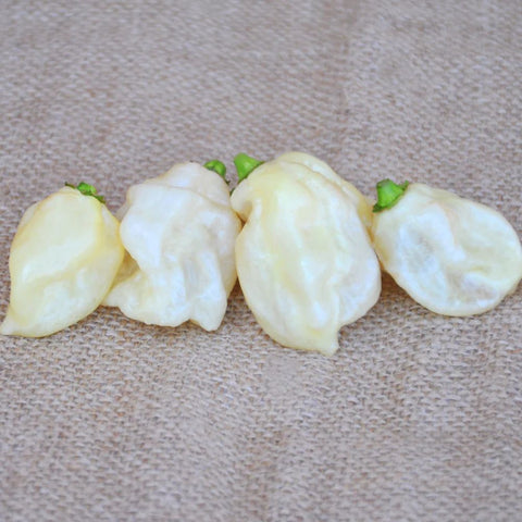 WHITE HOT PEPPER HABANERO SEEDS | Smarties.bio