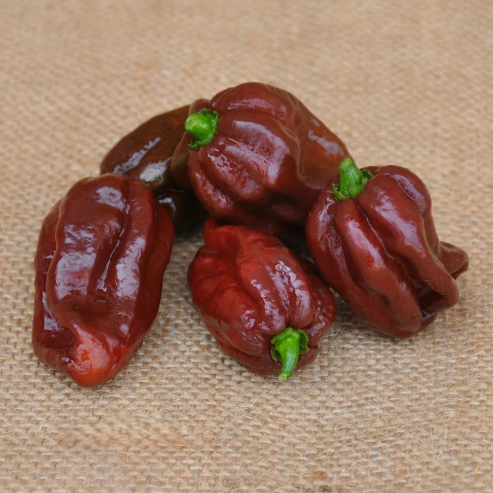 CHOCOLATE HOT PEPPER HABANERO SEEDS | Smarties.bio
