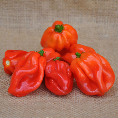 RED HOT PEPPER HABANERO SEEDS | Smarties.bio