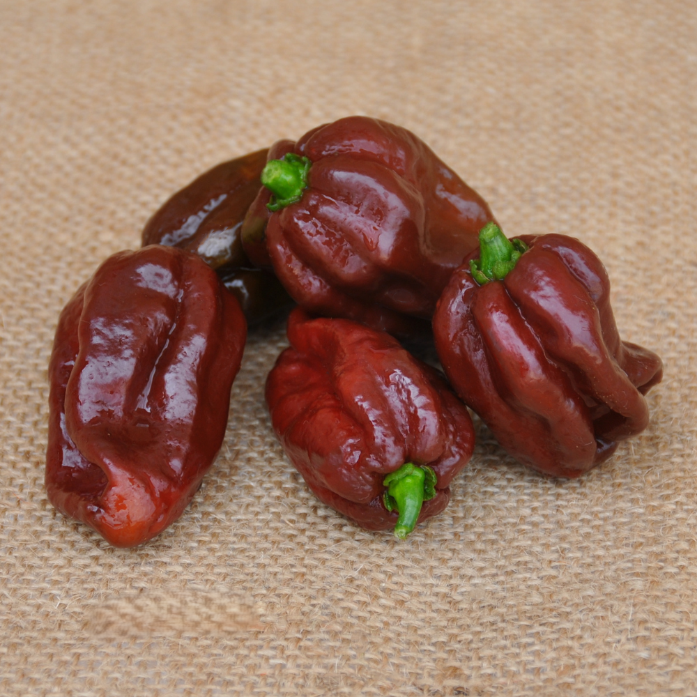 Habanero chocolate | smarties.bio