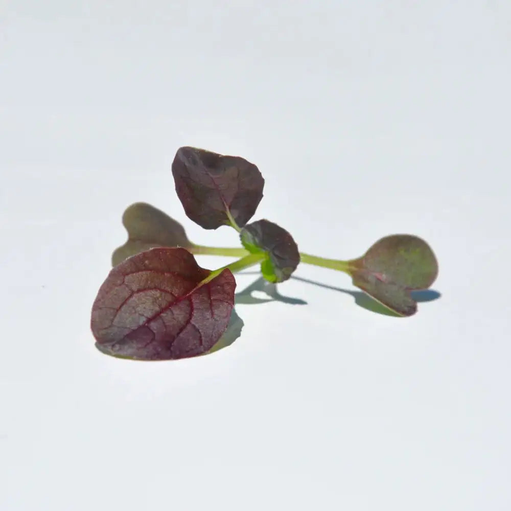 #SM4.65 RED KOMATSUNA SEEDS | Smarties.bio