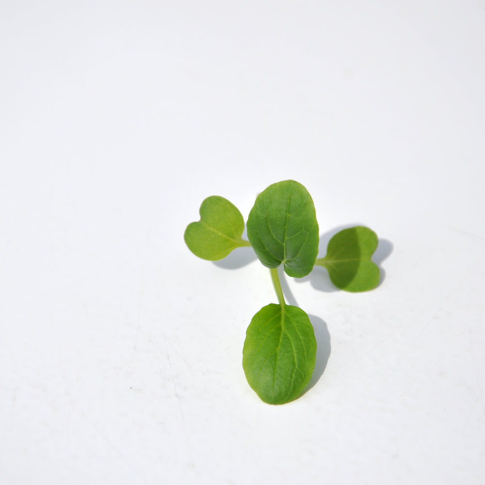 #SM4.59 GREEN KOMATSUNA SEEDS