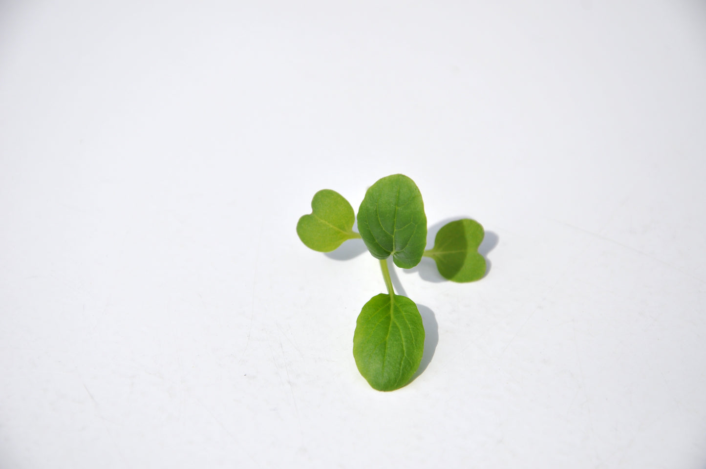 #SM4.59 GREEN KOMATSUNA SEEDS