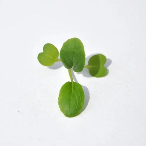 #SM4.59 GREEN KOMATSUNA SEEDS | Smarties.bio