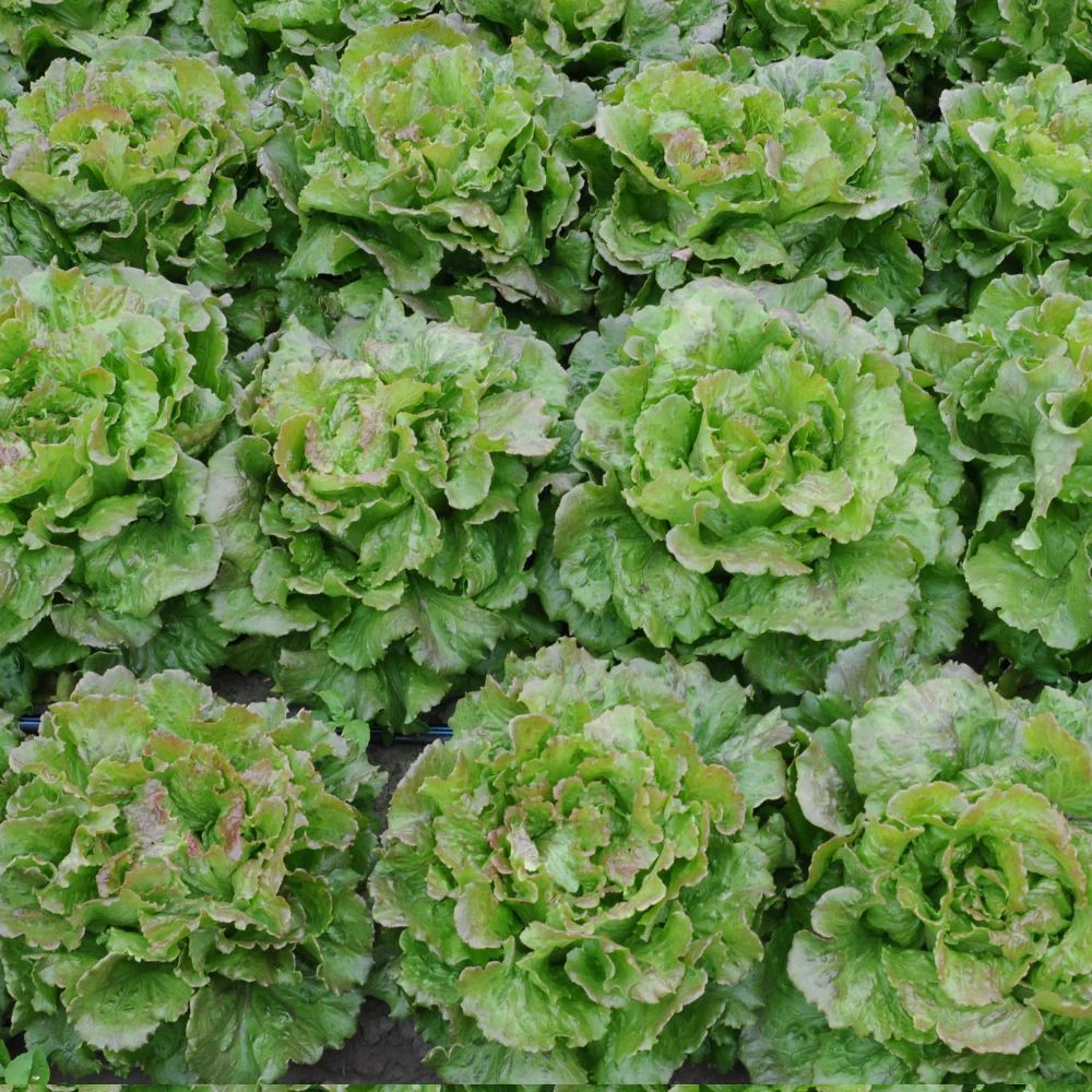 XS292 CANASTA LETTUCE SEEDS | Smarties.bio